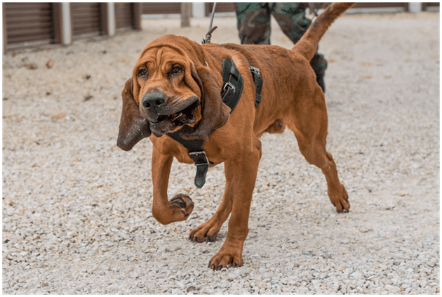 Bloodhound walking with owner