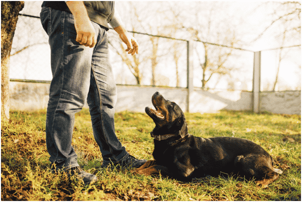 Bloodhound with trainer