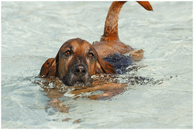 Bloodhounds paddling in the water