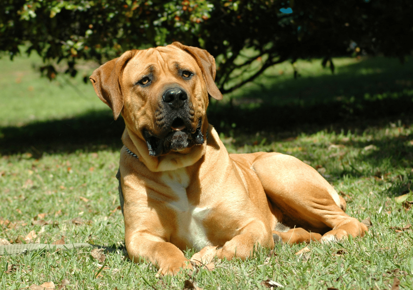 Boerboel sitting on a grass