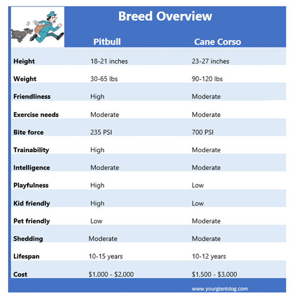 Breed overview - Pitbull vs Cane Corso