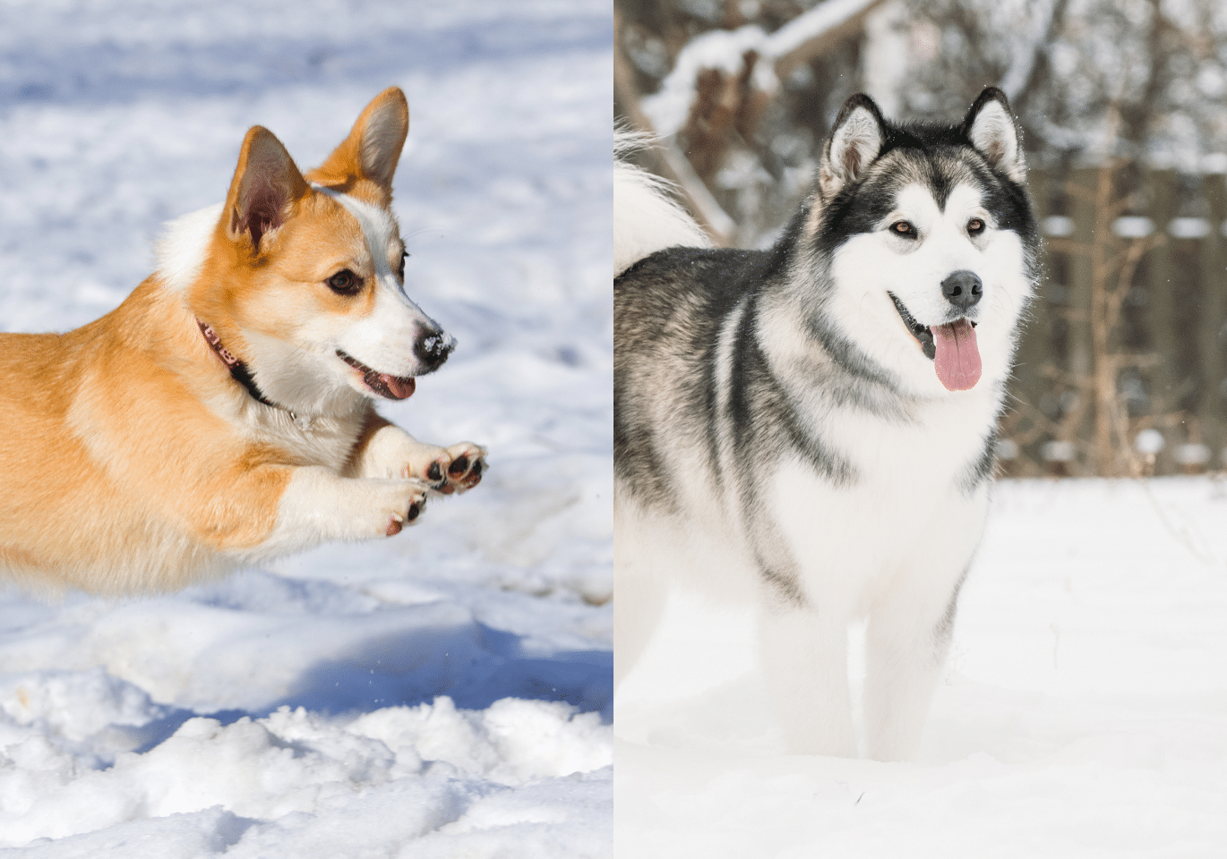 Corgi Malamute Mix