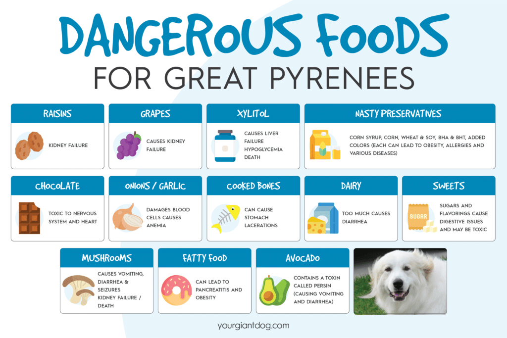 Dangerous Foods for Great Pyrenees