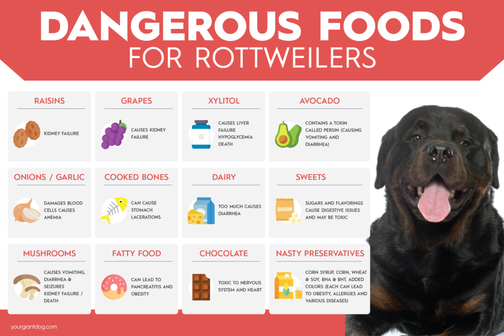 Dangerous foods for Rottweilers