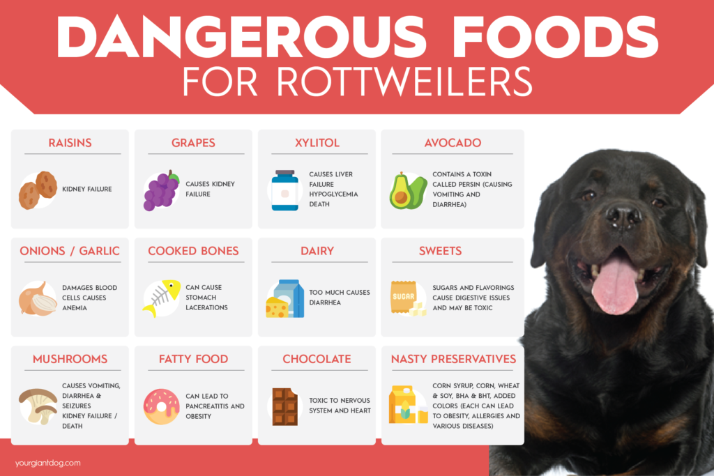 Dangerous Food for Rottweilers