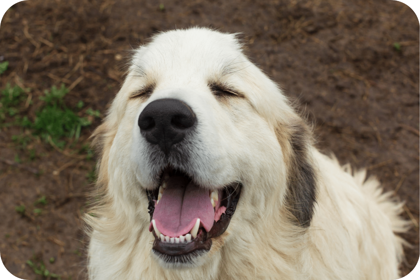 Do Great Pyrenees Drool