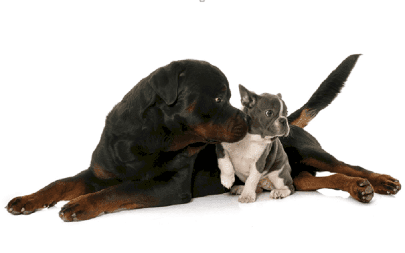 Do Rottweilers and French Bulldogs get along