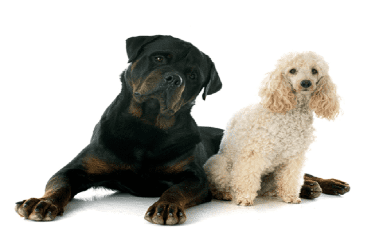 Rottweiler with small dog
