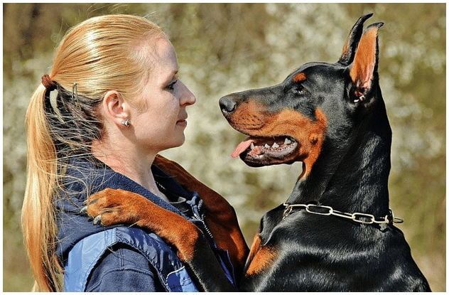 Doberman dog being affectionate with a lady