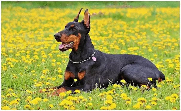 Doberman dog sitting in a flower garden