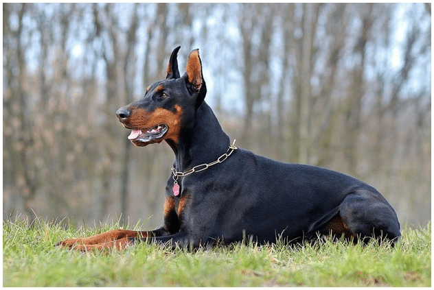 Doberman dog sitting patiently on a grass field