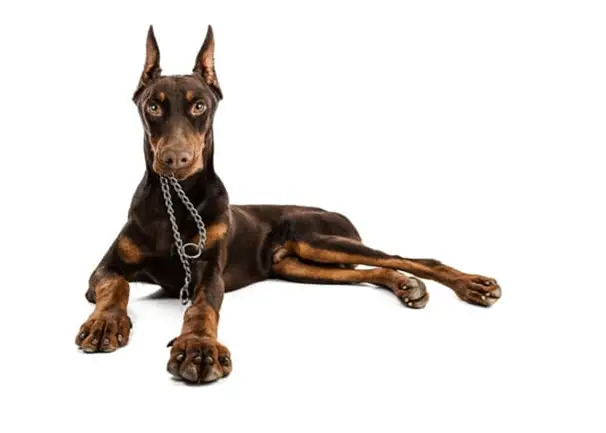 Doberman dog sitting with chain in his mouth