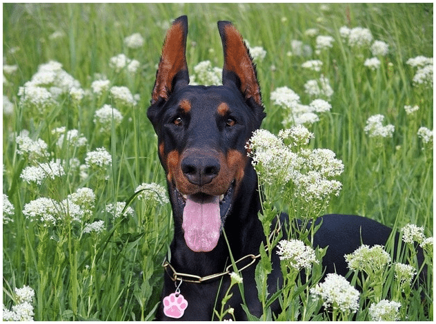 Doberman dog smiling while sitting  in flower field