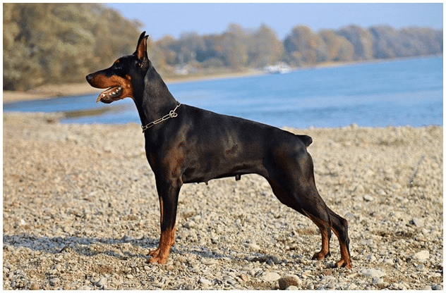 Doberman dog standing near a beach