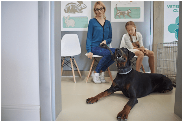 Doberman dog with her owners in a Vet clinic