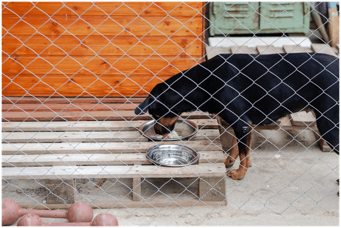 Doberman eating food from a bowl placed on a crate