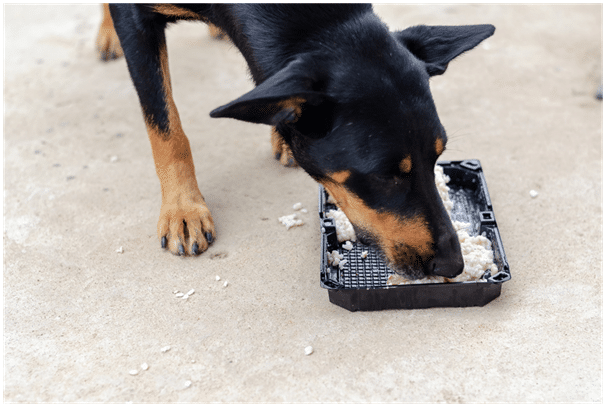 Doberman eating food from a tray