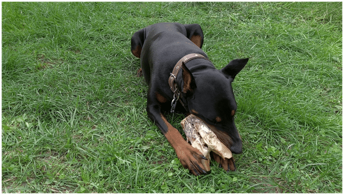 Doberman eating treats while sitting on grass