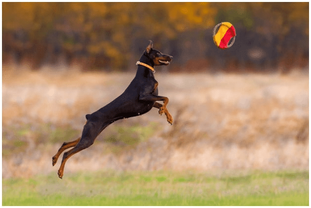 Doberman jumping and playing with a toy