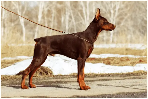 Doberman standing while on a leash