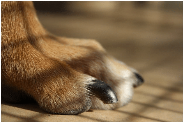 Dog's Paw with focus on nail