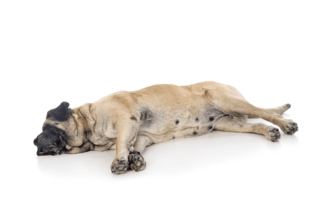 English Mastiff dog sleeping on floor