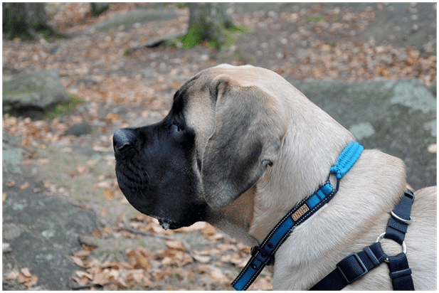 English Mastiff dog standing near rocks
