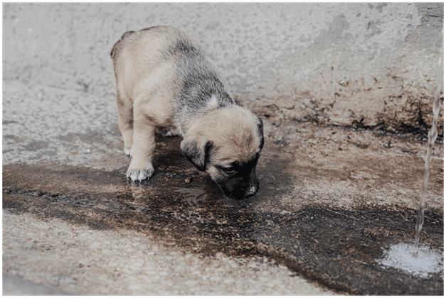 English Mastiff Puppy drinking water