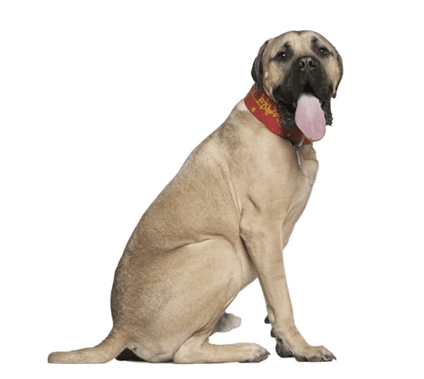 English Mastiff sitting with tongue sticking out