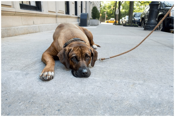 English Mastiffs dog laying on ground while on a leash