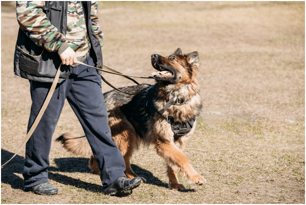German Shepherd with trainer
