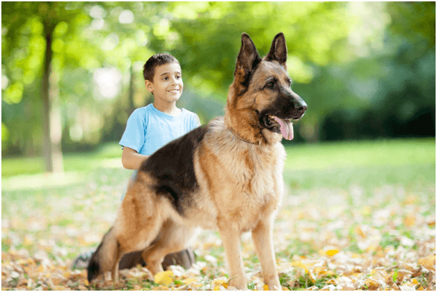 German Shepherd and a child