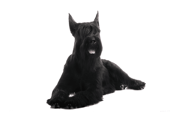 Giant Schnauzer in guarding position
