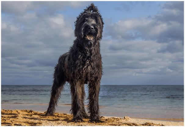 Giant Schnauzer in guarding position