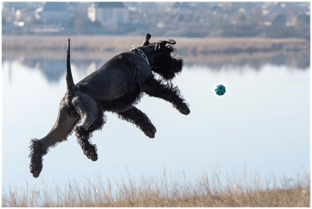 Giant Schnauzer jumping and playing with a ball