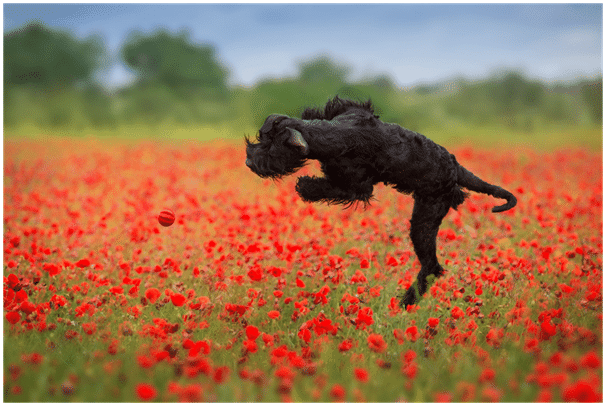 How High can Giant Schnauzers Jump
