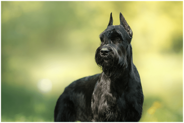 Giant Schnauzer looking into space