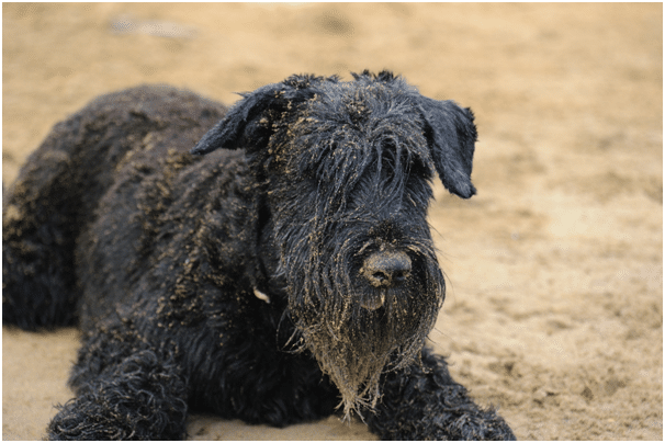 Giant Schnauzer playing in dirt