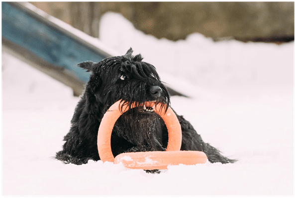 Giant Schnauzer playing in snow