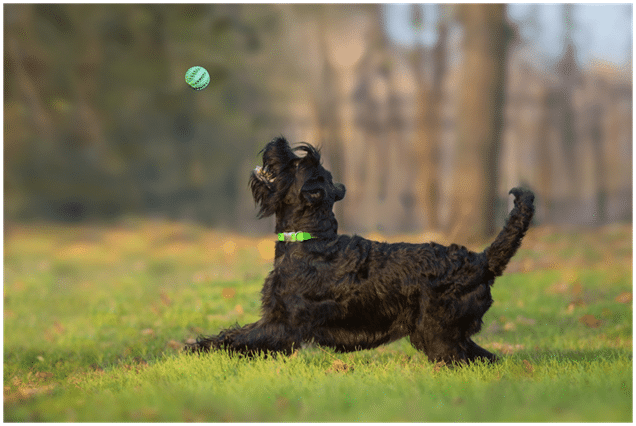 Giant Schnauzer playing with a ball