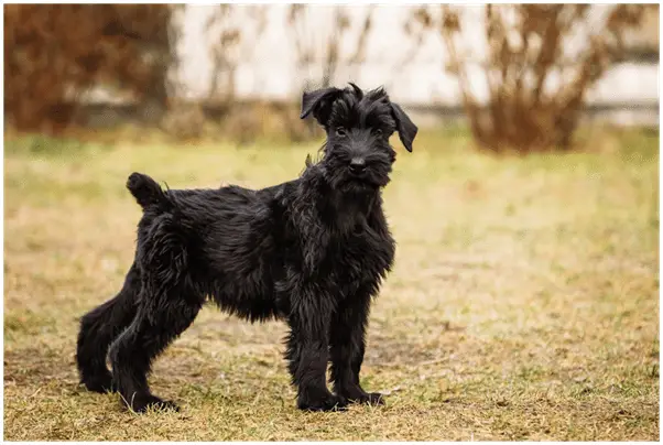 Giant Schnauzer puppy staring into space