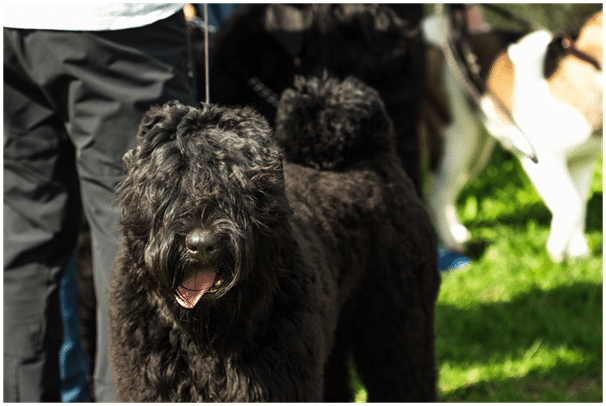 Giant Schnauzer with owner