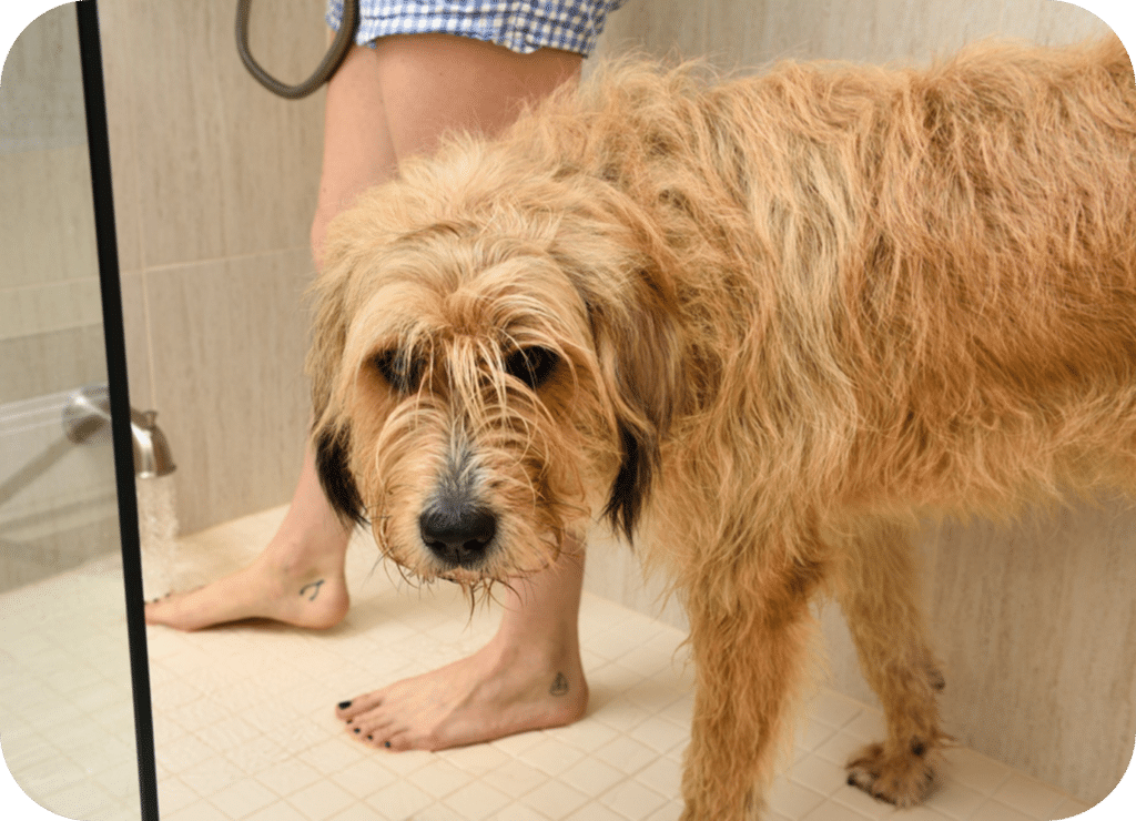 Dog bathing