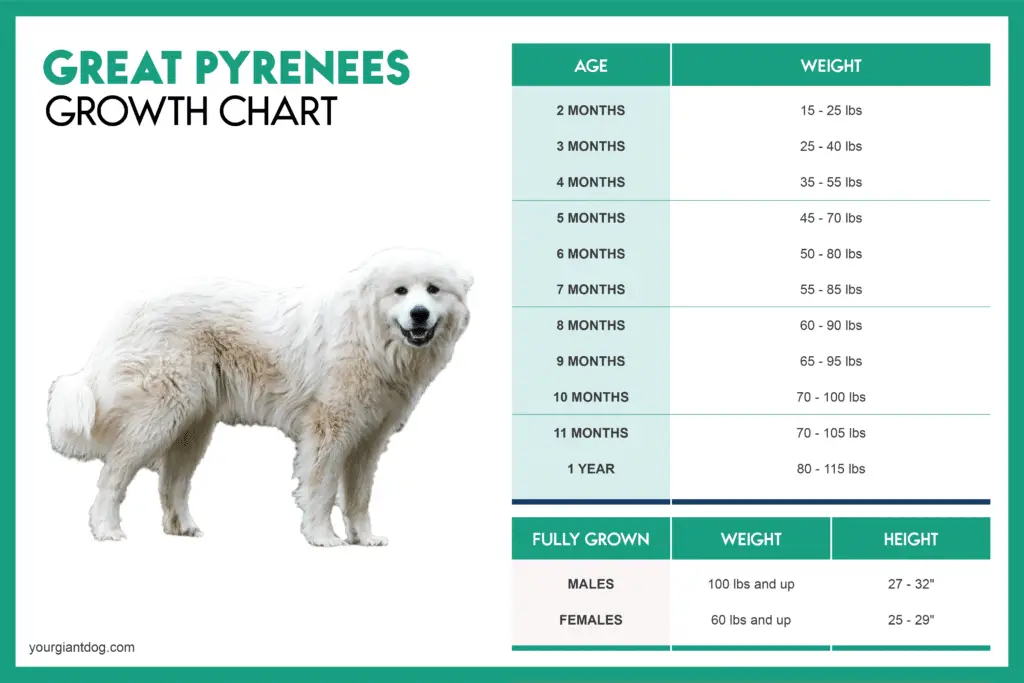 Great Pyrenees Growth Chart