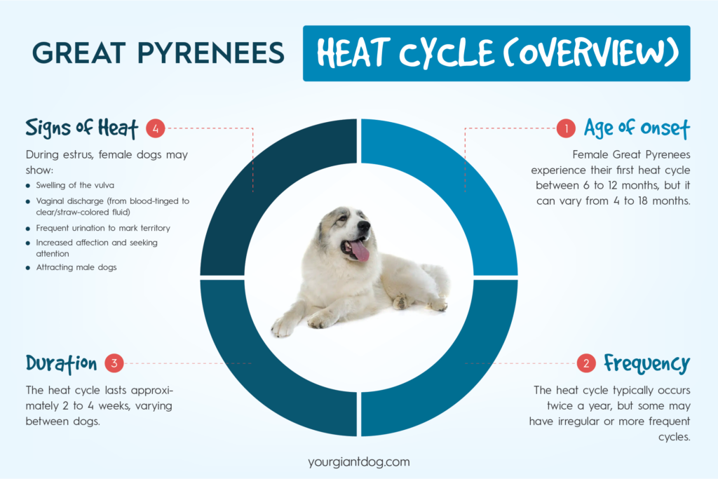 Great Pyrenees Heat Cycle Overview