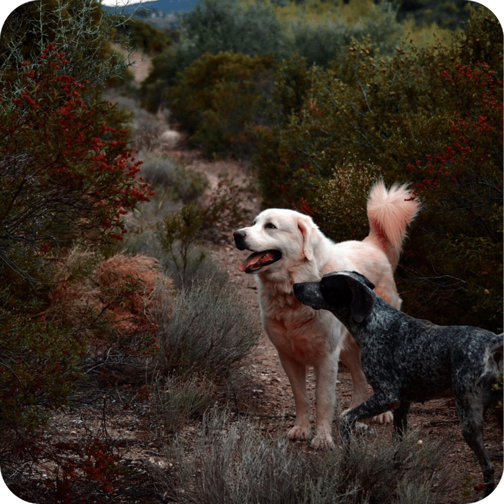 Great Pyrenees with dog