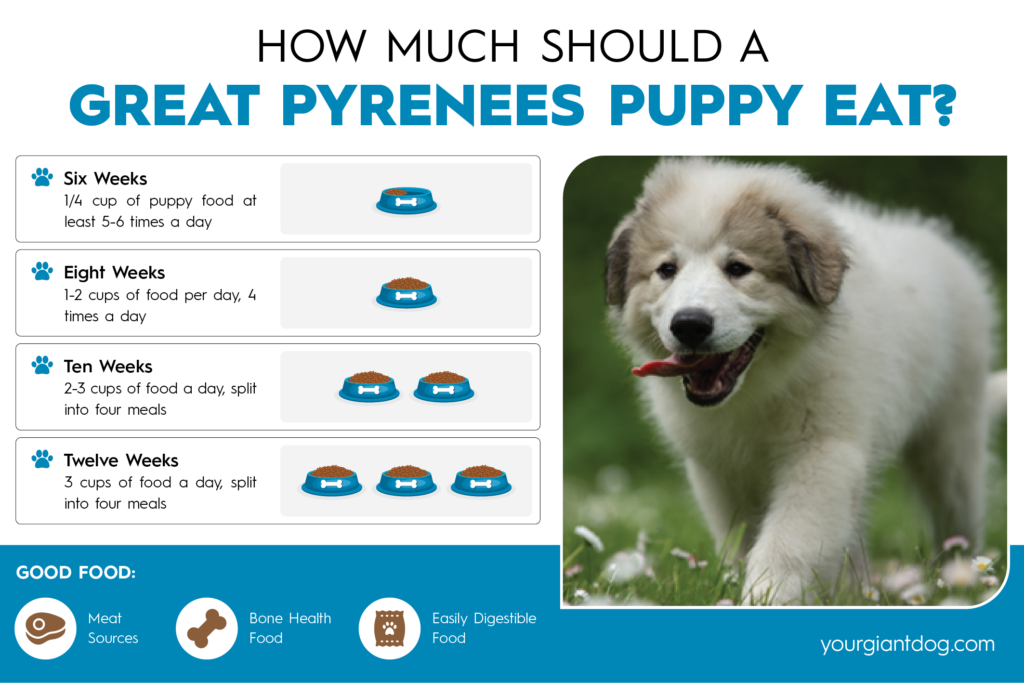 How Much Should a Great Pyrenees Puppy Eat