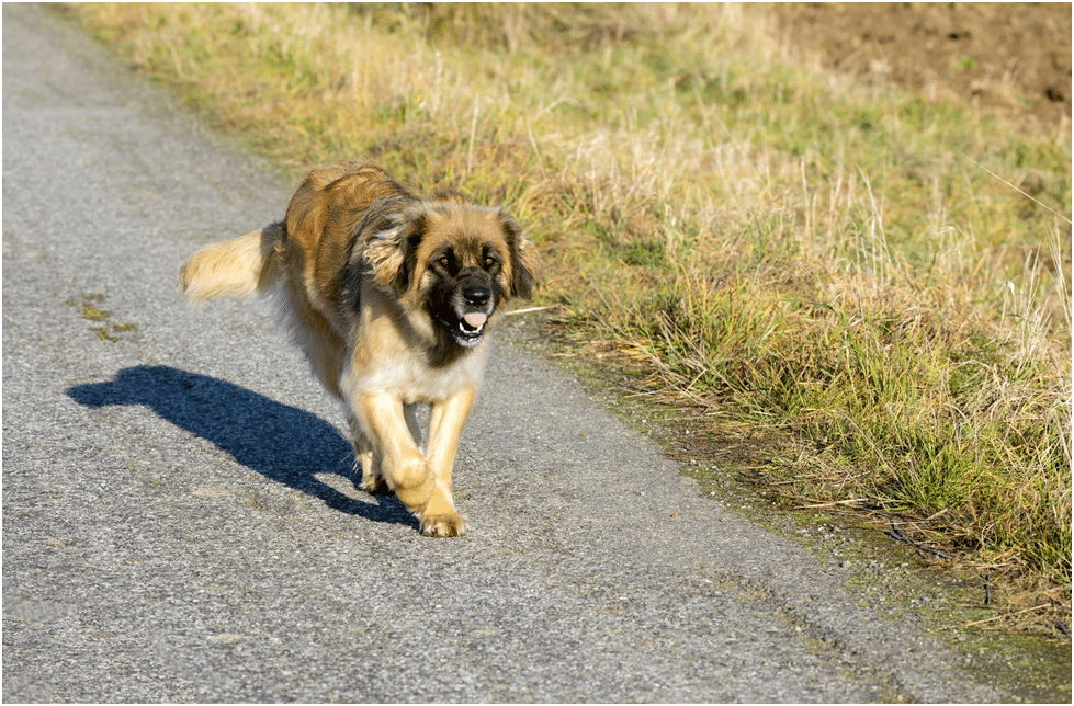 Leonberger dog