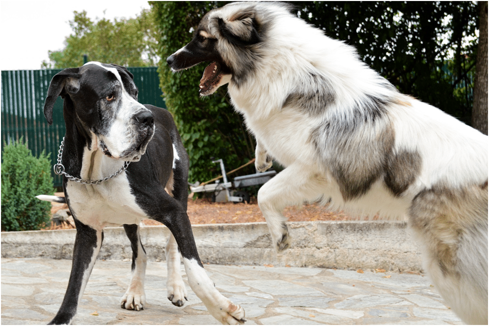 Two dogs are fighting