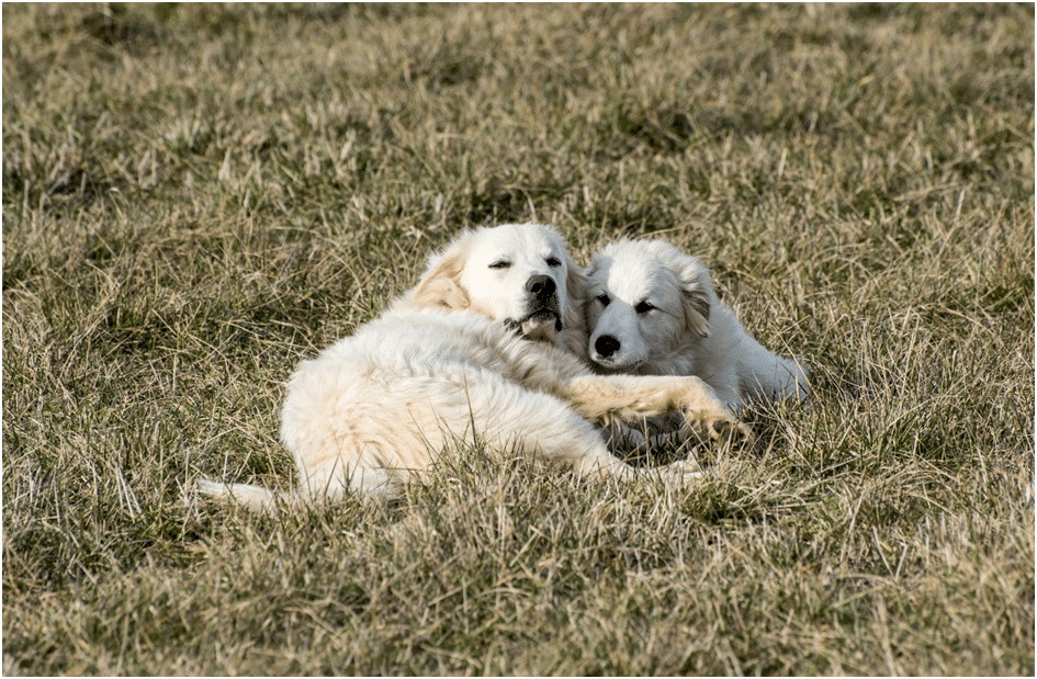Two Great Pyrenees dogs growing at different sizes
